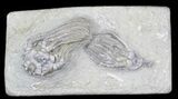 Cyathocrinus & Platycrinites Crinoid Association - Indiana #29414-1